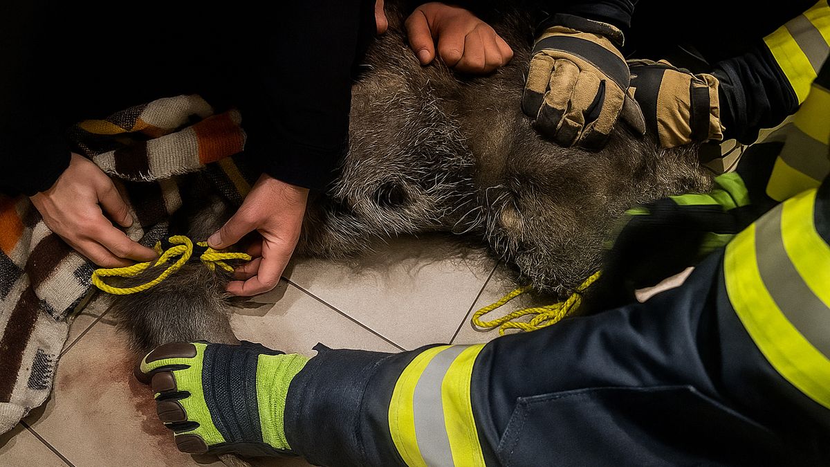 Do drogerie na Chrudimsku vběhl divočák
